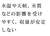 水温や天候、水質などの影響を受けやすく、収量が安定しない