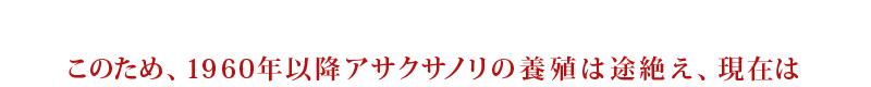 このため、1960年以降アサクサノリの養殖は途絶え、現在は