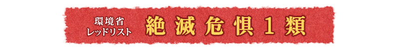環境省レッドリスト 絶滅危惧1類